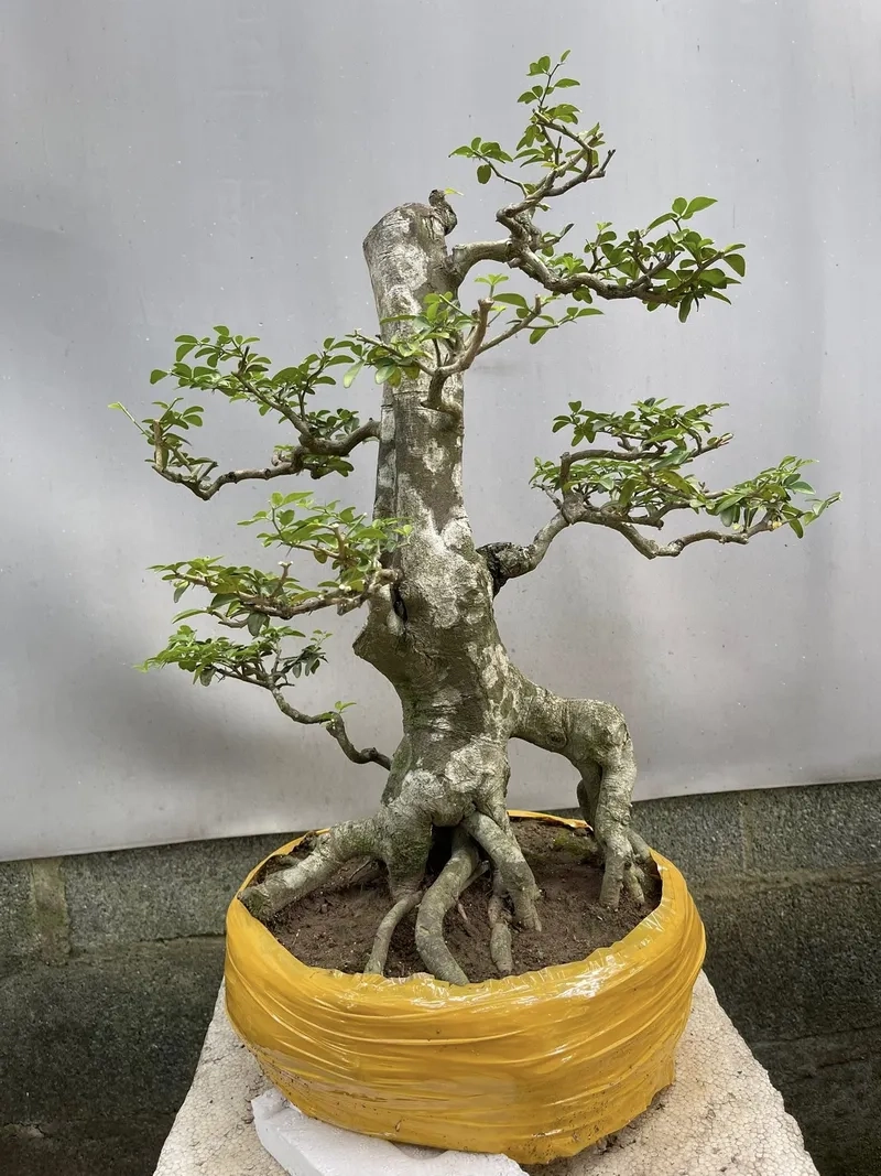 Mẹo phương pháp chăm sóc kim quýt