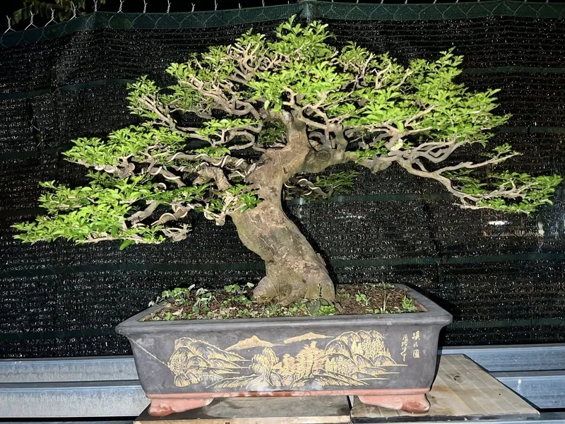 Mẫu cây kim quýt bonsai mini xinh