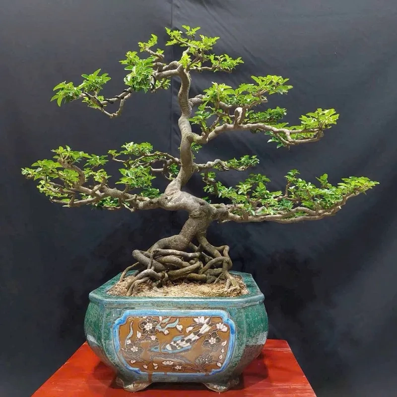 Kỹ thuật uốn cây kim quýt nghệ