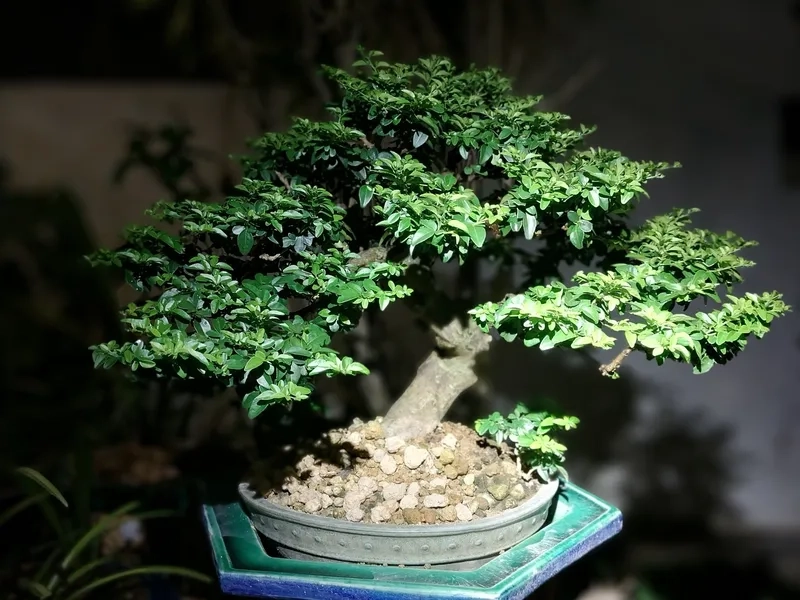 Mẫu kim quýt bonsai đẹp xuất sắc