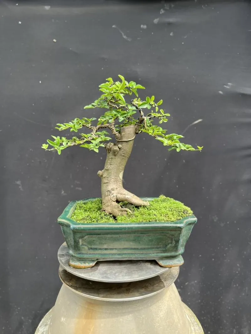 Cách trị cây kim quýt bị rầy hại