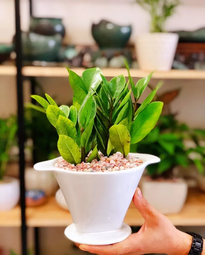 Tham khảo cây kim tiền với giá cây kim tiền tốt