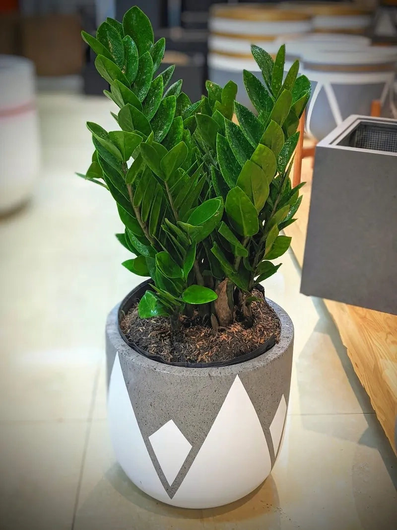 Phòng rộng hợp cây kim tiền chậu cây kim tiền lớn