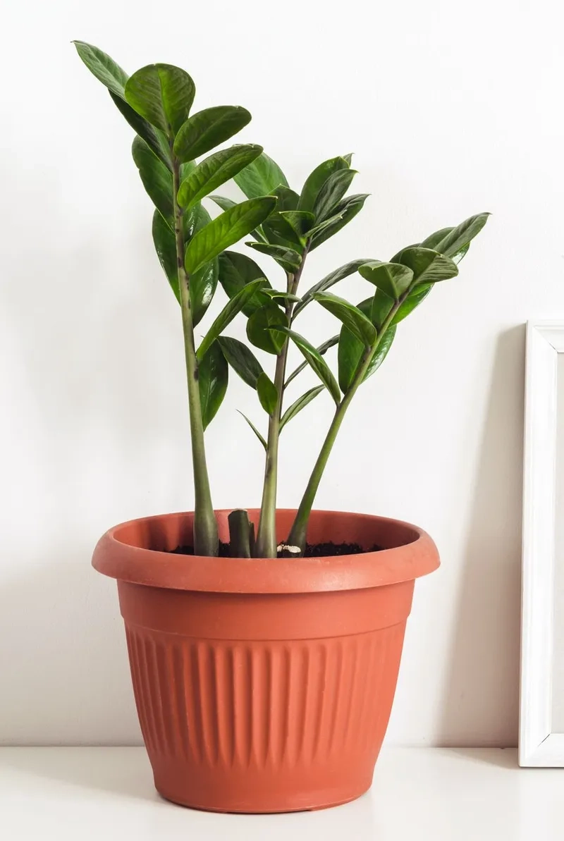 Góc nhà thoáng đãng với cây kim tiền trong nhà