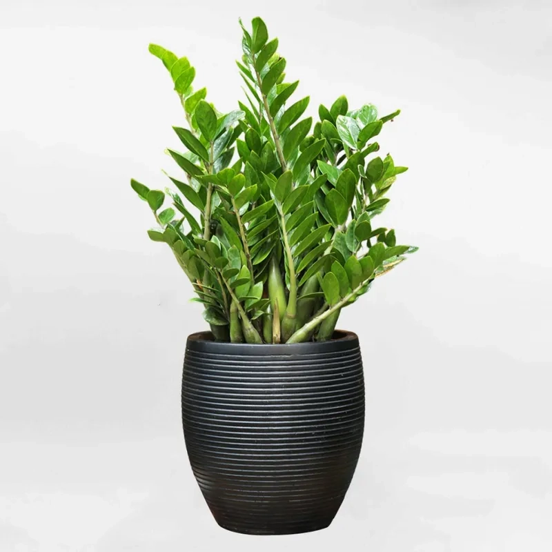 Thu hút may mắn với cây kim tiền tài lộc