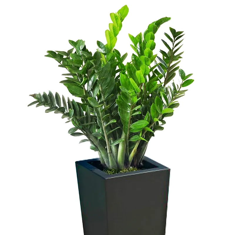 Niềm tin tài vận từ cây kim tiền may mắn