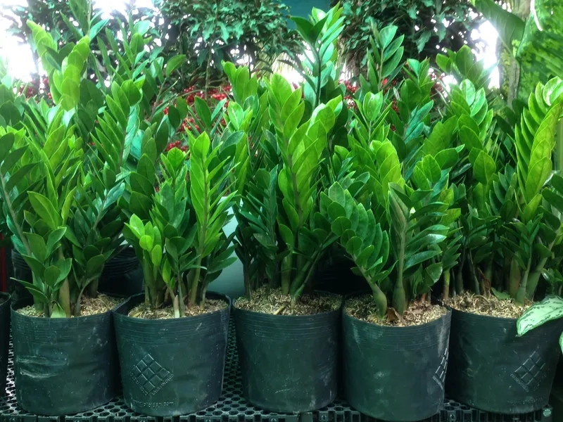 Làm mới nội thất bằng cây kim tiền cảnh