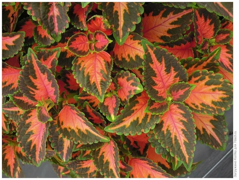 Đặc điểm nổi bật của cây lá gấm nhỏ xinh ấn tượng