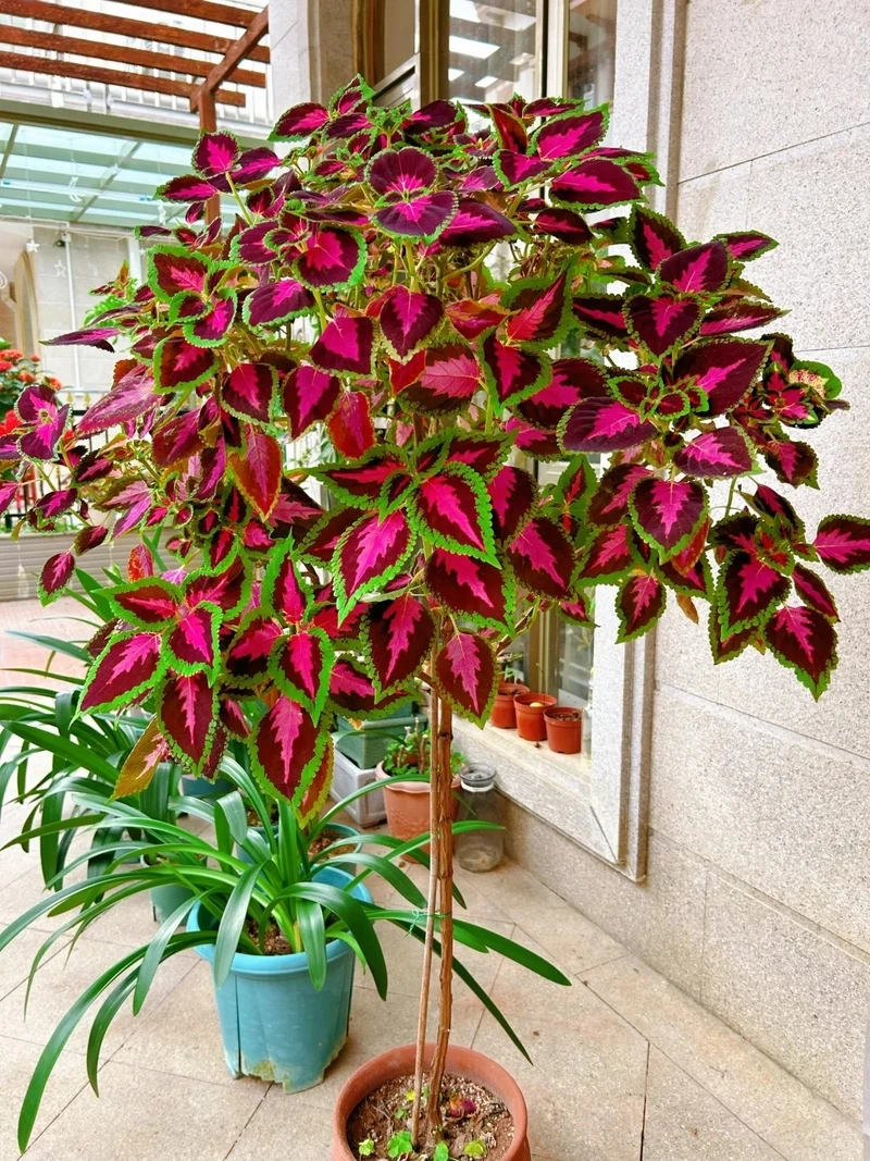 Cây lá gấm đẹp tạo điểm nhấn màu sắc nổi bật