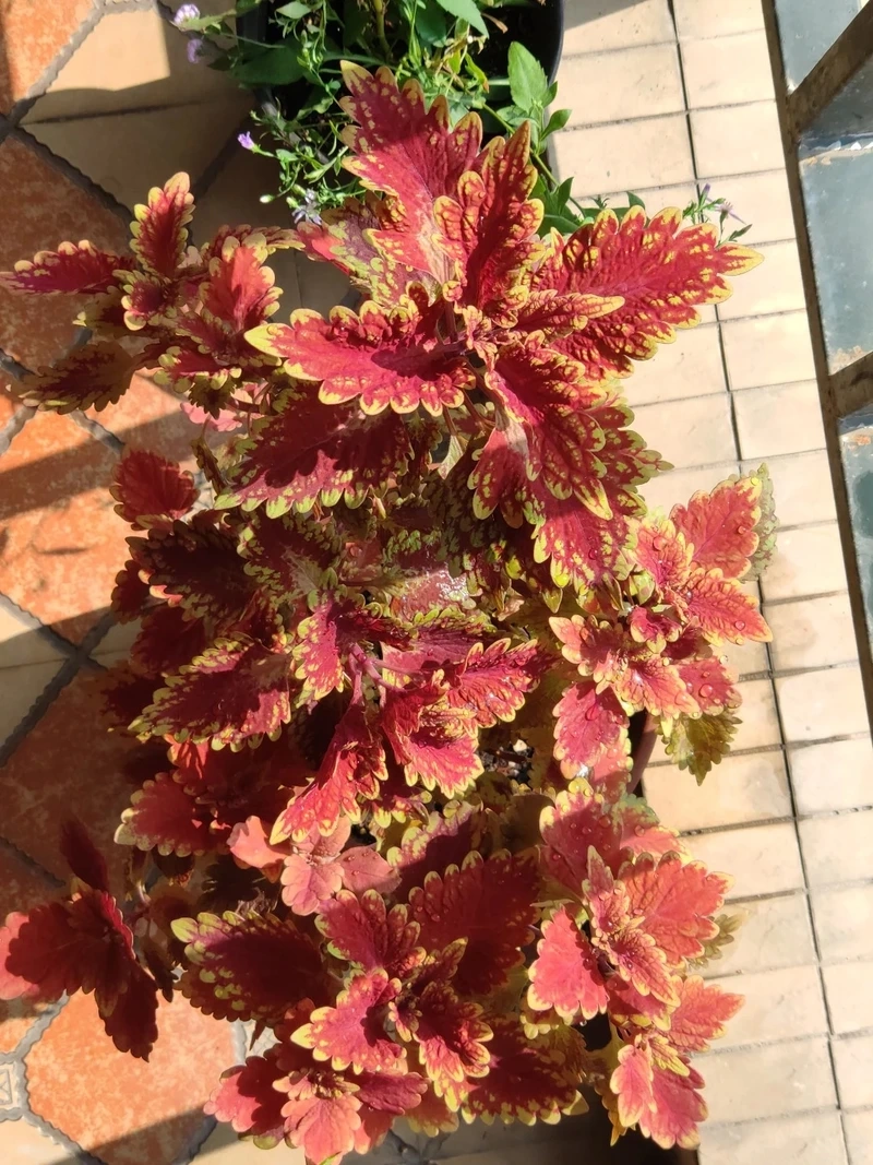 Cây lá gấm trong nhà phù hợp nhiều phong cách