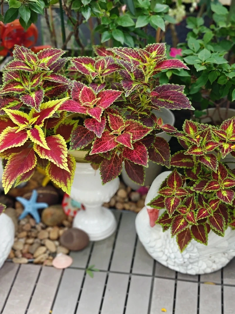 Cây lá gấm xanh tím hài hòa và cuốn mắt