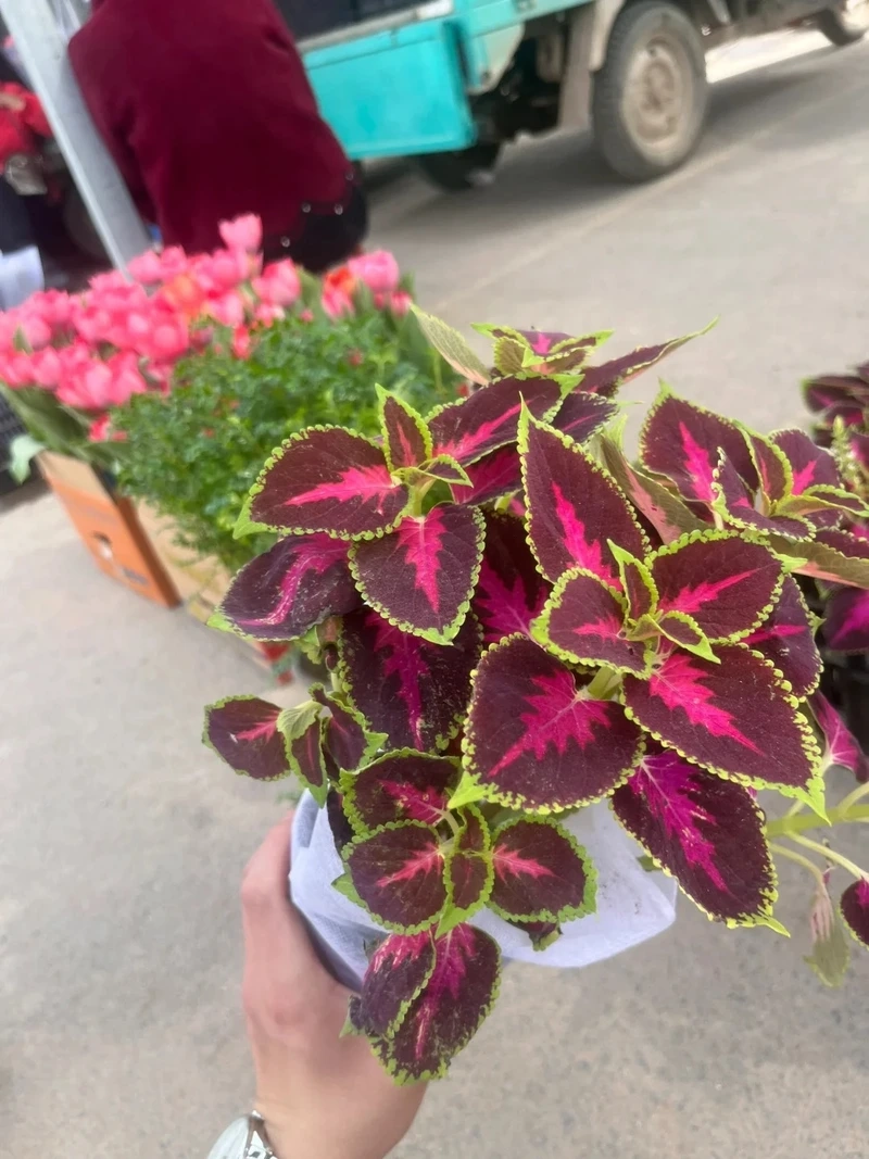 Cây lá gấm đỏ tạo điểm nhấn độc đáo