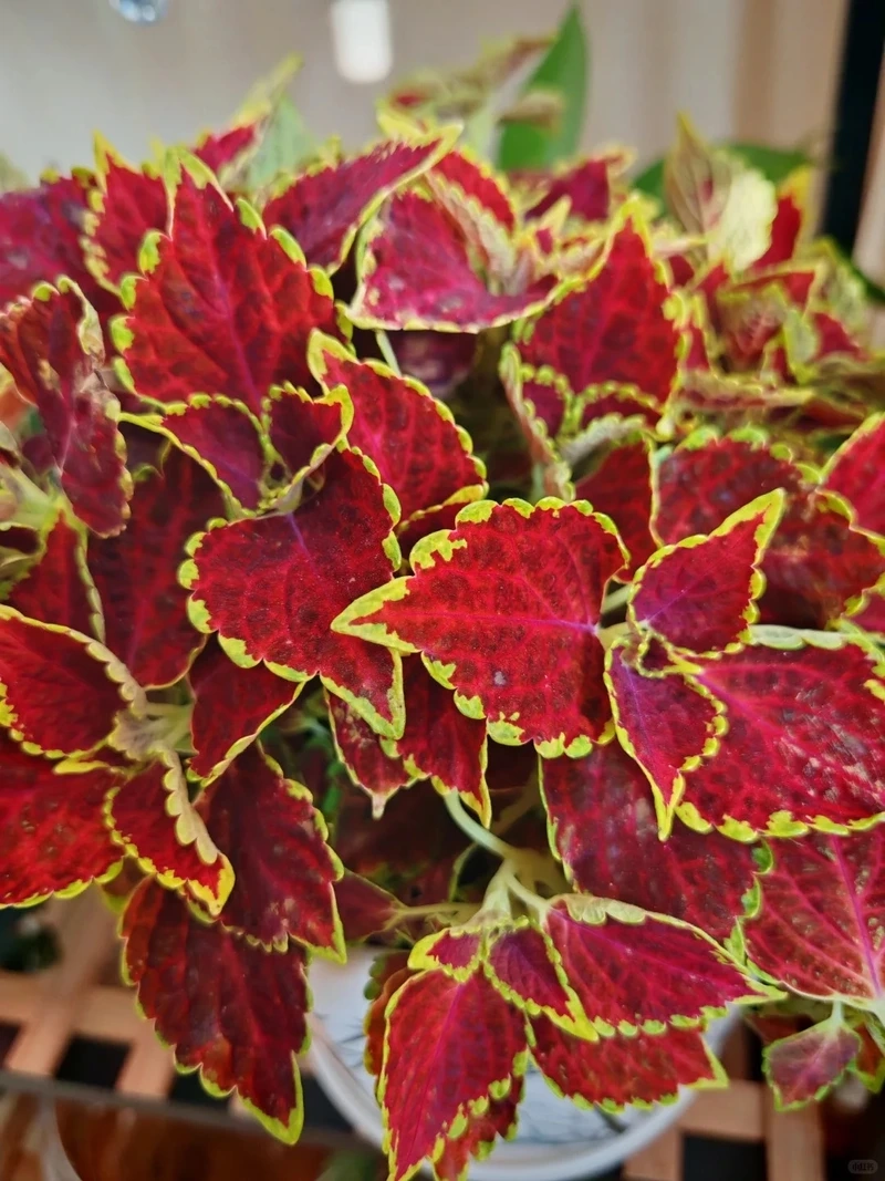 Cây lá gấm dễ trồng phù hợp người mới chơi