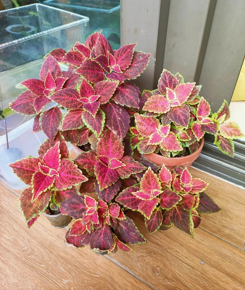 Cây lá gấm văn phòng tạo cảm giác tươi mới