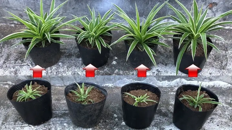 Cây Lan Chi xanh mát phù hợp trang trí nhà ở