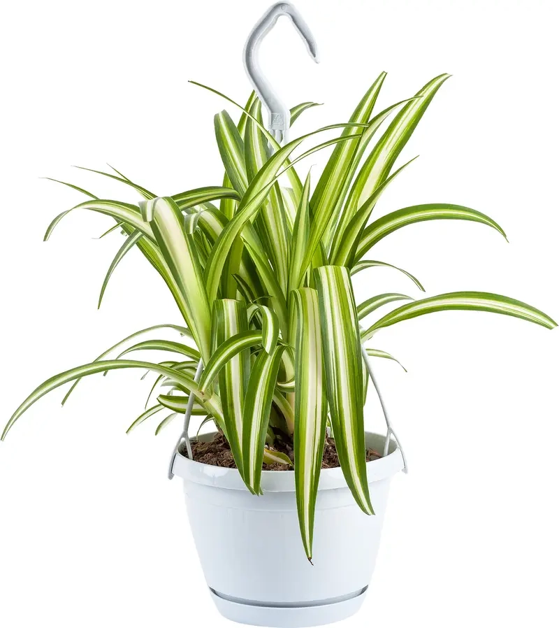 Chăm sóc cây lan chi đúng cách giúp cây bền đẹp