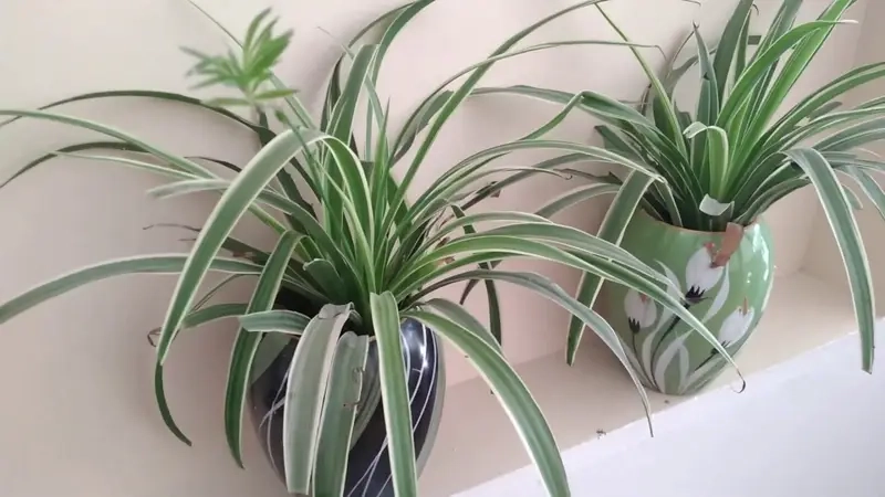 Chậu lan chi nhỏ gọn thích hợp bàn làm việc