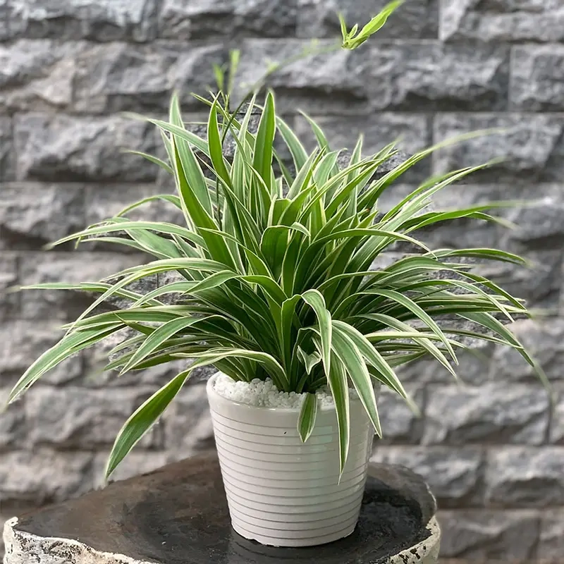 Cách trồng cỏ lan chi phù hợp người mới chơi