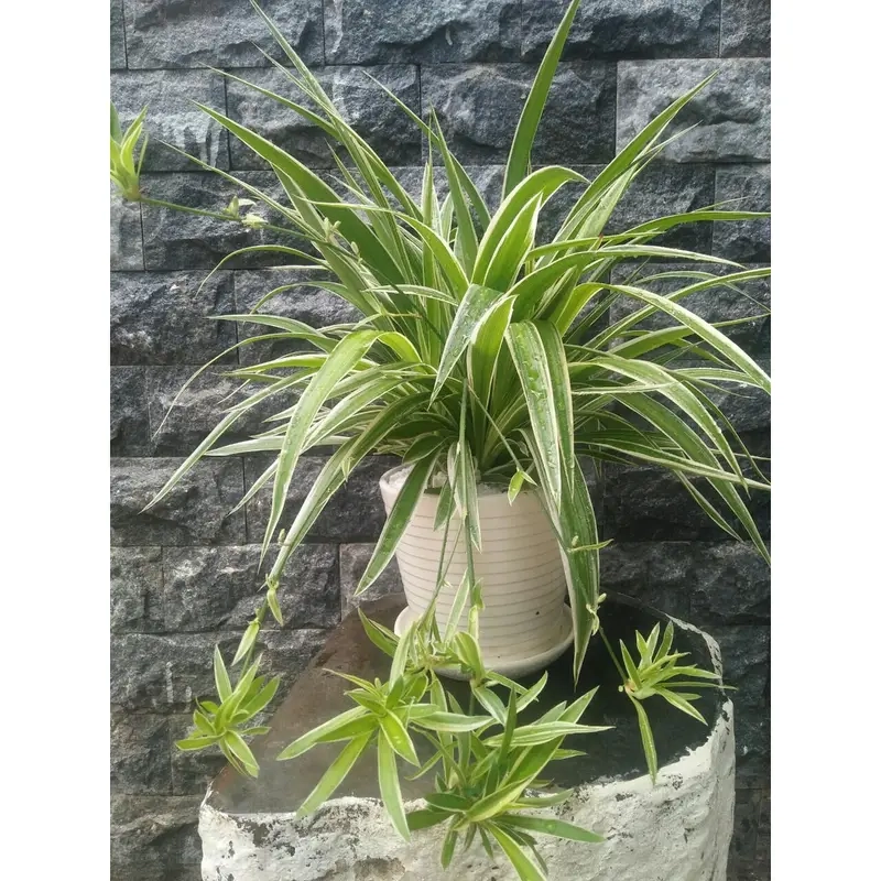 Cây cảnh cỏ lan chi làm sáng không gian nhỏ