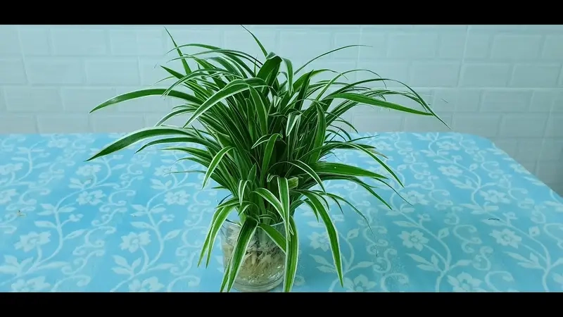 Cây lan chi có mấy loại được nhiều người hỏi