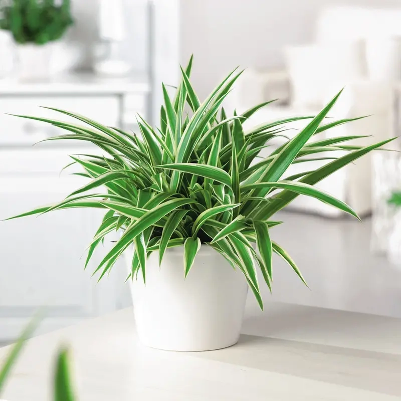 Cây lan chi có trồng trong nước được không