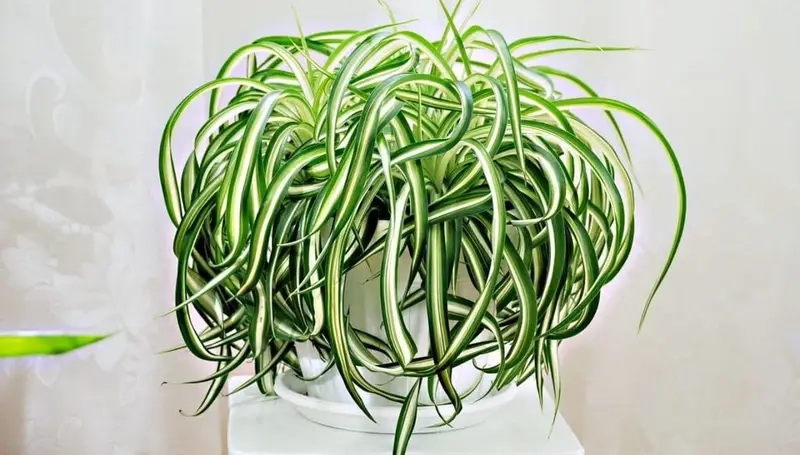 Cỏ lan chi ý nghĩa biểu trưng sự bền bỉ