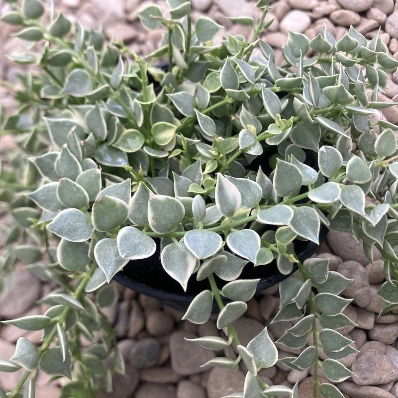 Cây lan tim đẹp tạo điểm nhấn xanh tinh tế