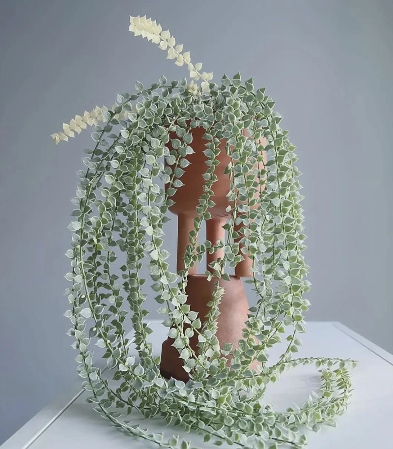 Cây lan tim để bàn xinh xắn cho không gian nhỏ