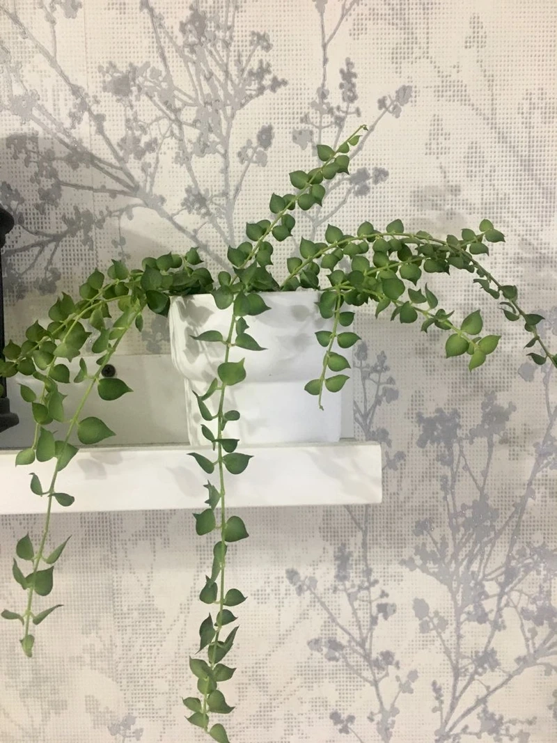 Cây lan tim phong thủy thu hút năng lượng tích cực