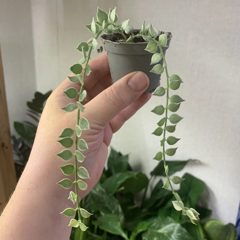 Cây lan tim lá tim biểu tượng tình cảm tinh tế