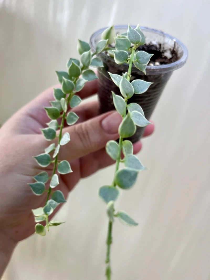 Cây lan tim mini nhỏ gọn dễ bố trí