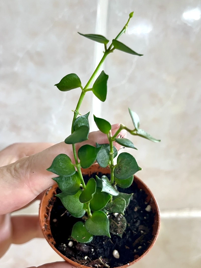 Cây lan tim decor hợp xu hướng hiện đại