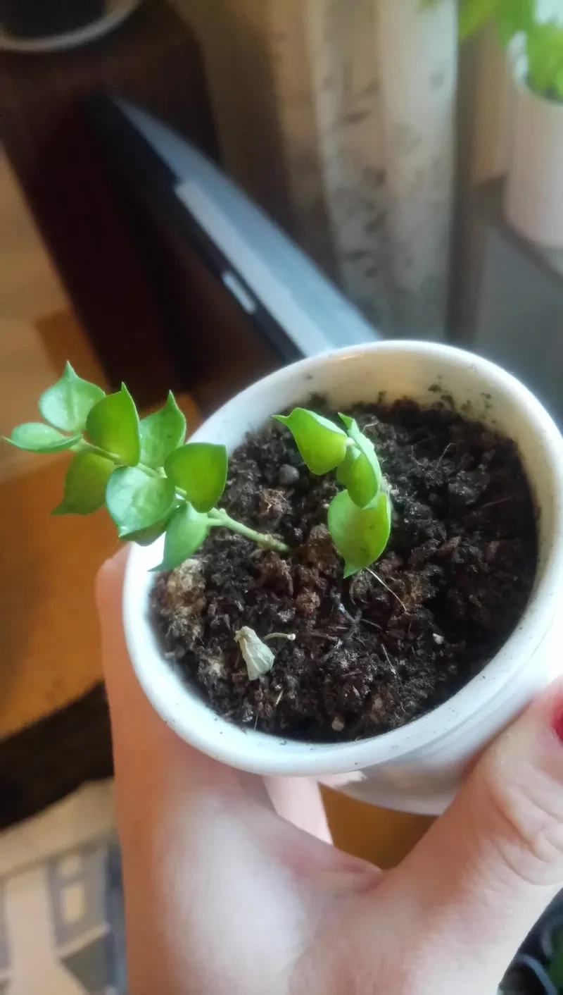 Cây lan tim cảnh được nhiều người yêu thích