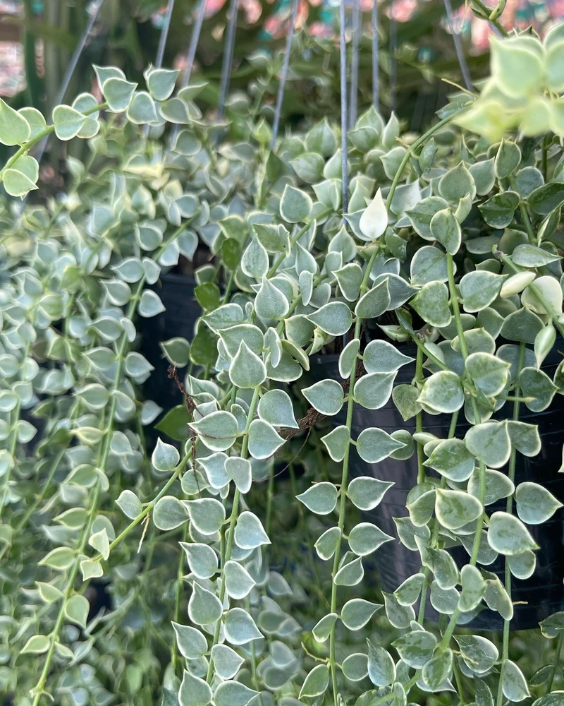 Cây lan tim dễ trồng phù hợp người mới chơi