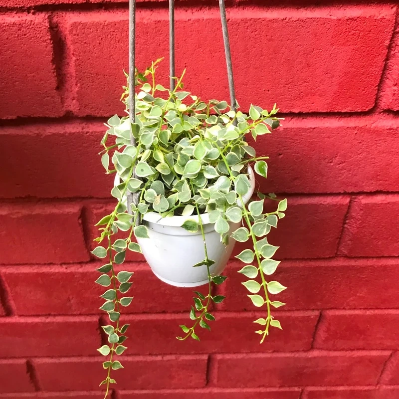 Cây lan tim văn phòng giúp không gian thêm xanh