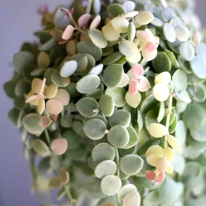 Cây lan tim chậu treo mềm rủ rất bắt mắt