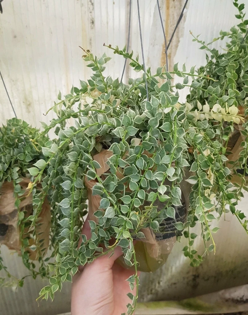 Cây lan tim nhà ở dễ phối nội thất