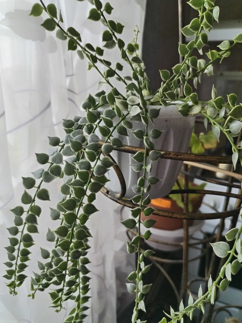 Cây lan tim hiện đại hợp decor trẻ trung