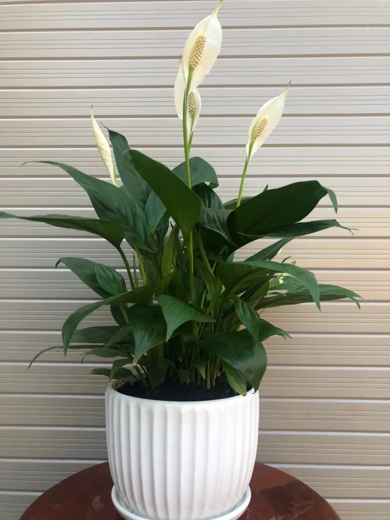 Trang trí nhà xinh nhờ lan ý kết hợp cây lan ý