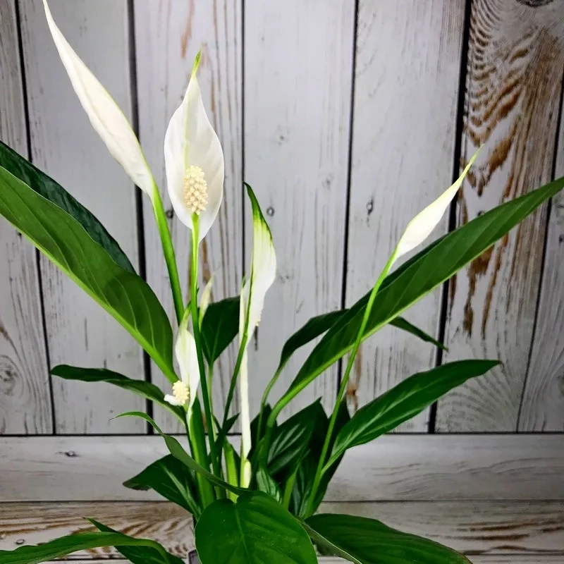 Ban đầu dễ dàng khi chăm cây lan ý khỏe mạnh