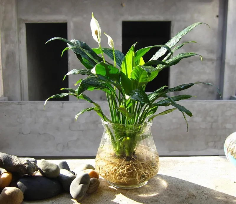 Khám phá các loại cây lan ý hợp nhà phố hiện đại