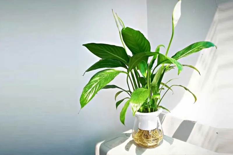 Nhiều lựa chọn từ các loại lan ý cây lan ý đẹp