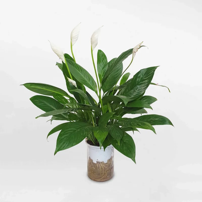 Giữ sắc bền lâu nhờ cách chăm hoa lan ý cây lan ý