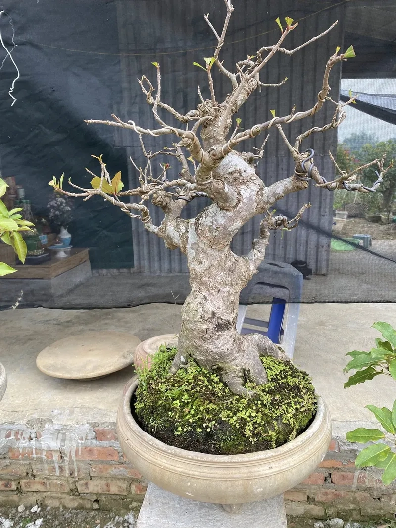 Vẻ đẹp lộc vừng lá nhỏ xanh mướt