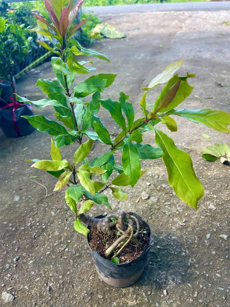 Mẫu lộc vừng bonsai để bàn nhỏ