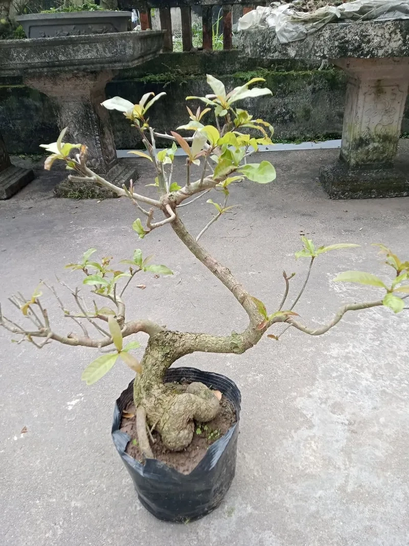 Những phôi lộc vừng giá rẻ chất