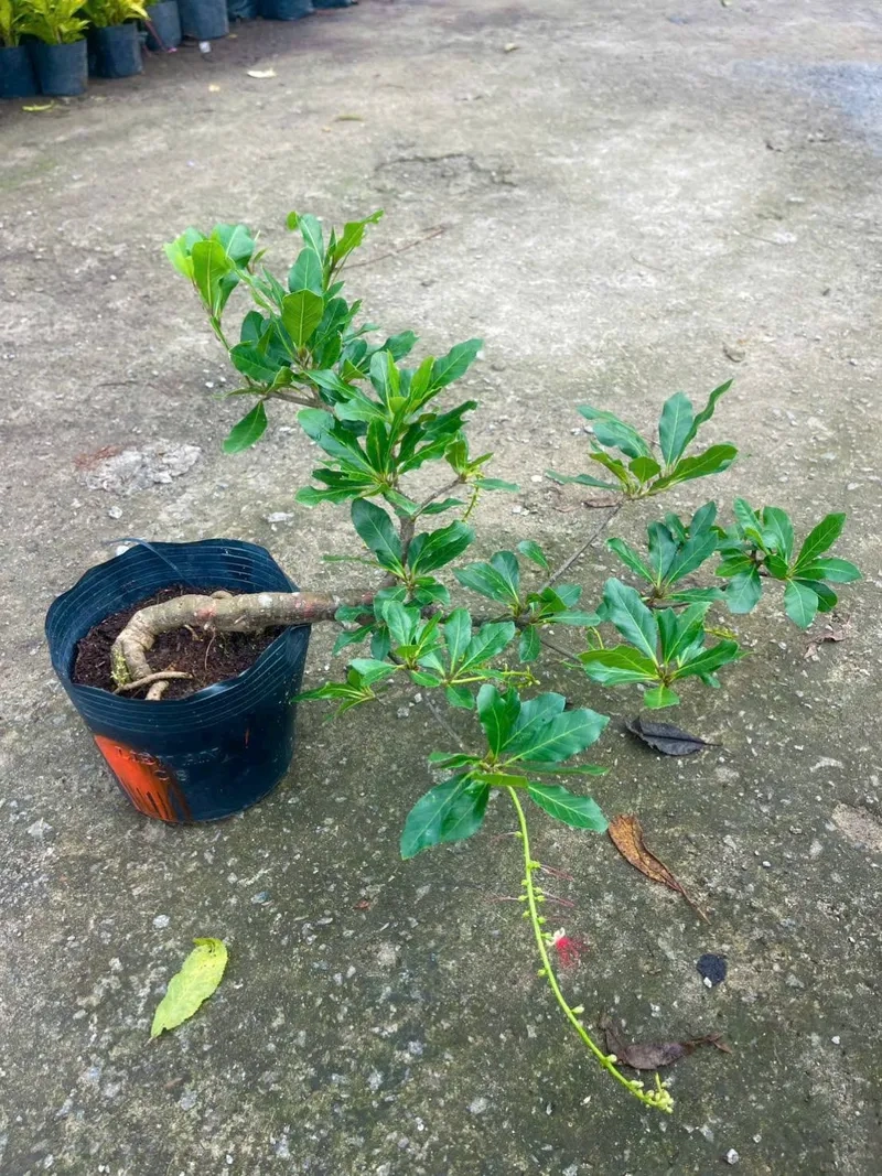 Thế lộc vừng dáng trực uy nghi