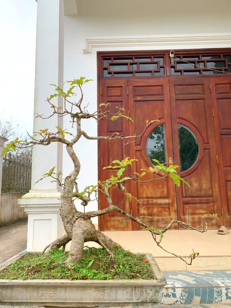 Mẫu lộc vừng bonsai nghệ thuật