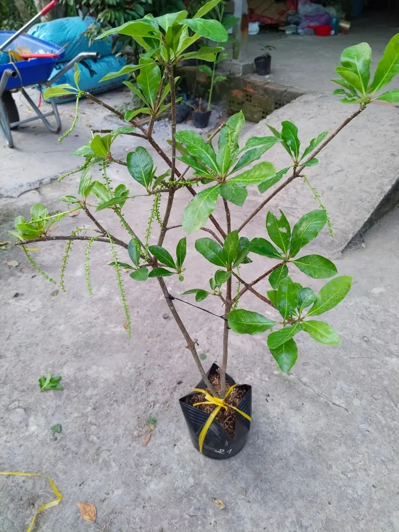 Kỹ thuật kích hoa lộc vừng đỏ rực