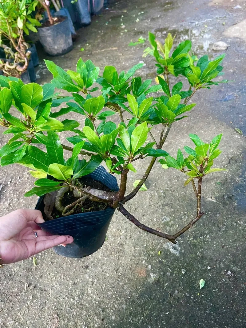 Cách uốn lộc vừng dáng huyền lạ